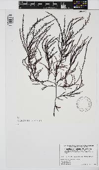Image of Ptilota asplenioides
