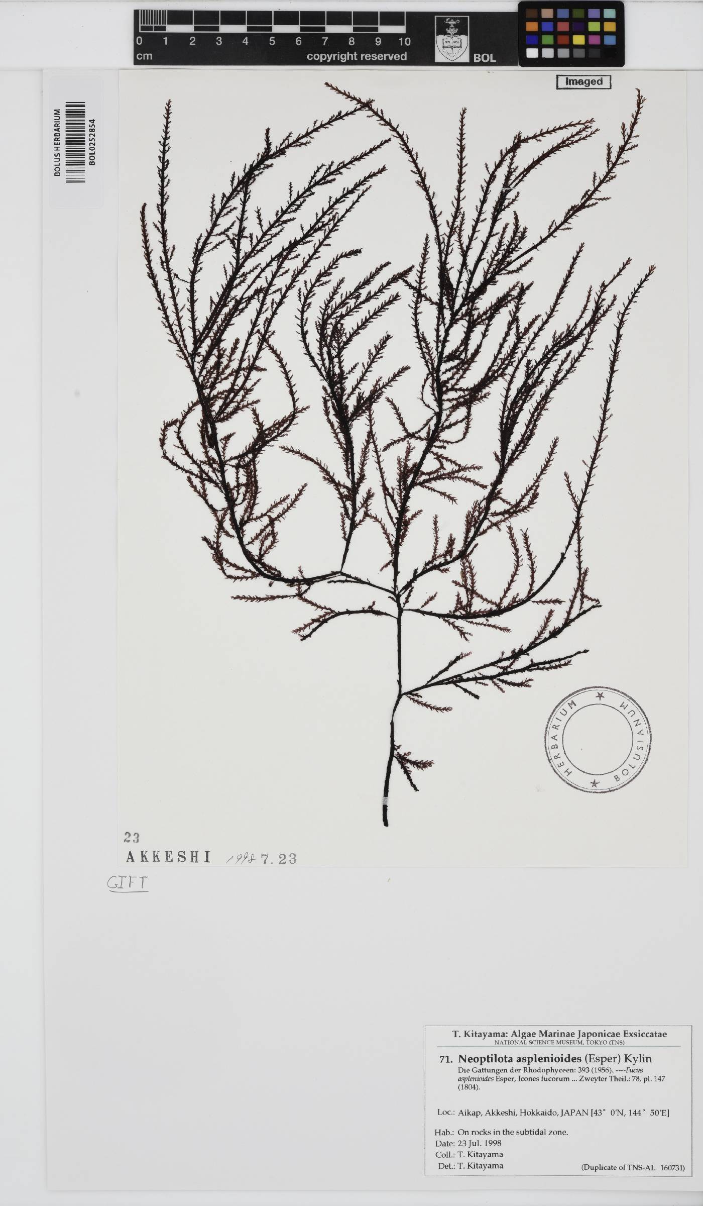 Ptilota asplenioides image
