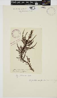 Image of Ptilota densa