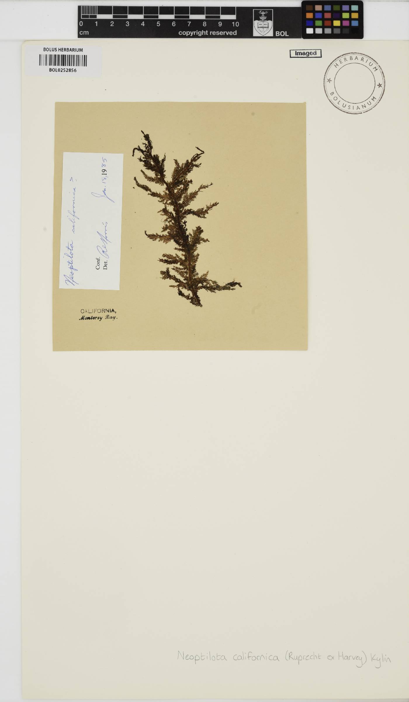 Ptilota densa image