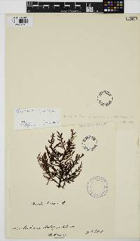 Ptilota densa image