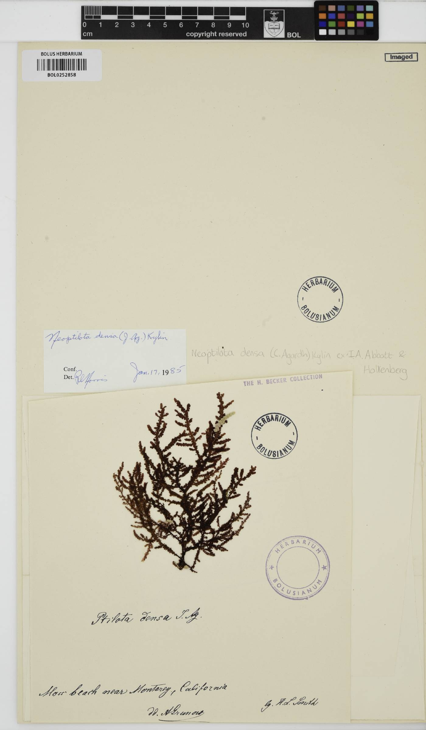 Ptilota densa image