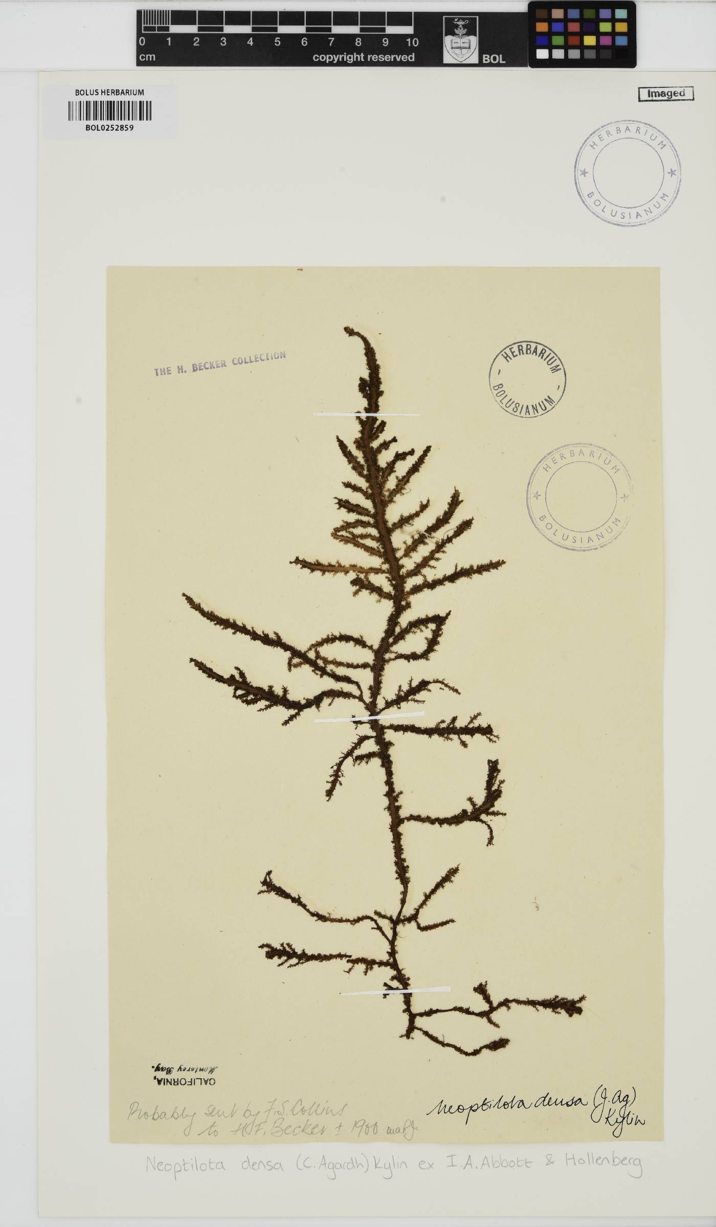 Ptilota densa image