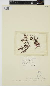 Ptilota densa image