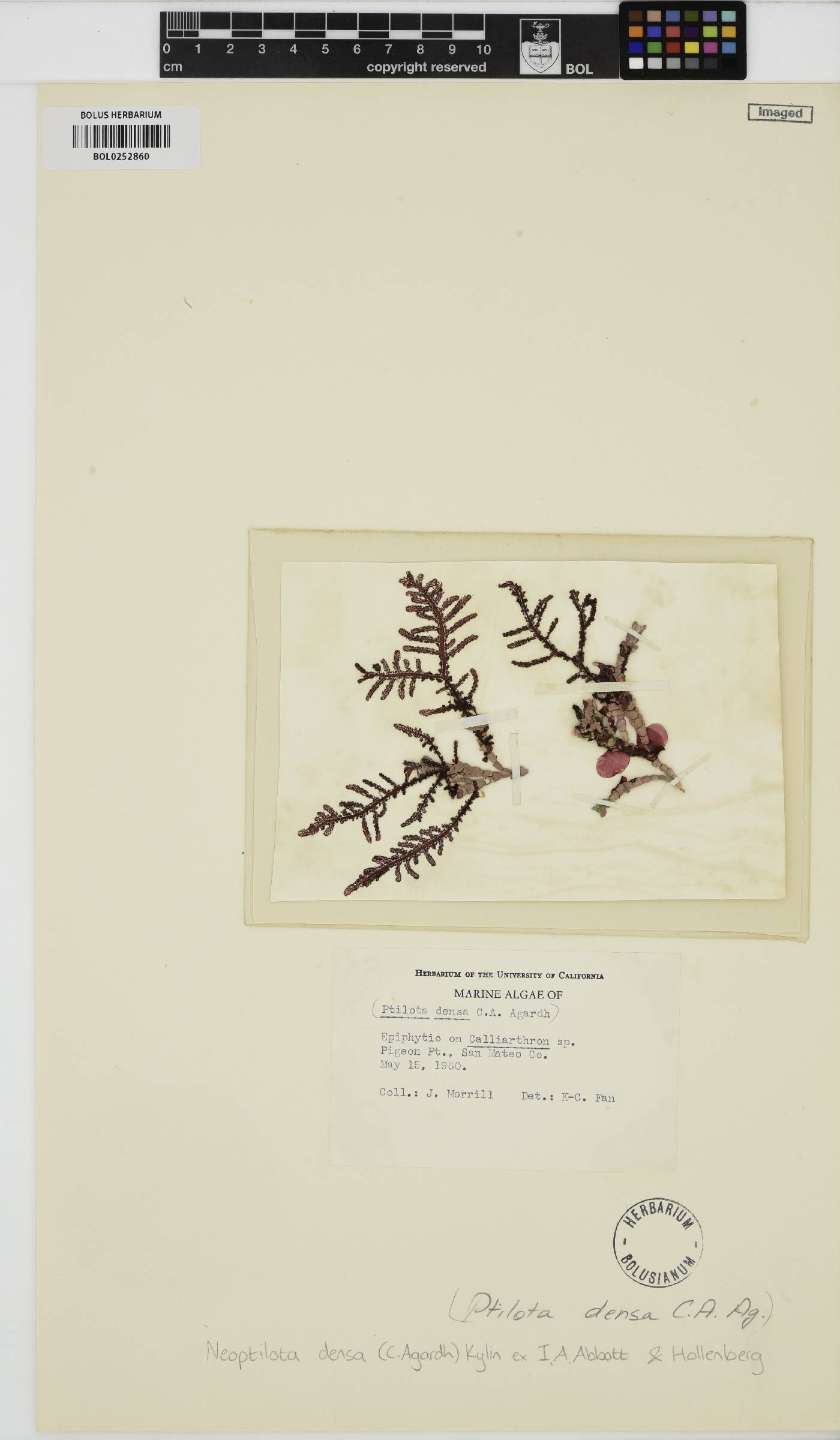 Ptilota densa image