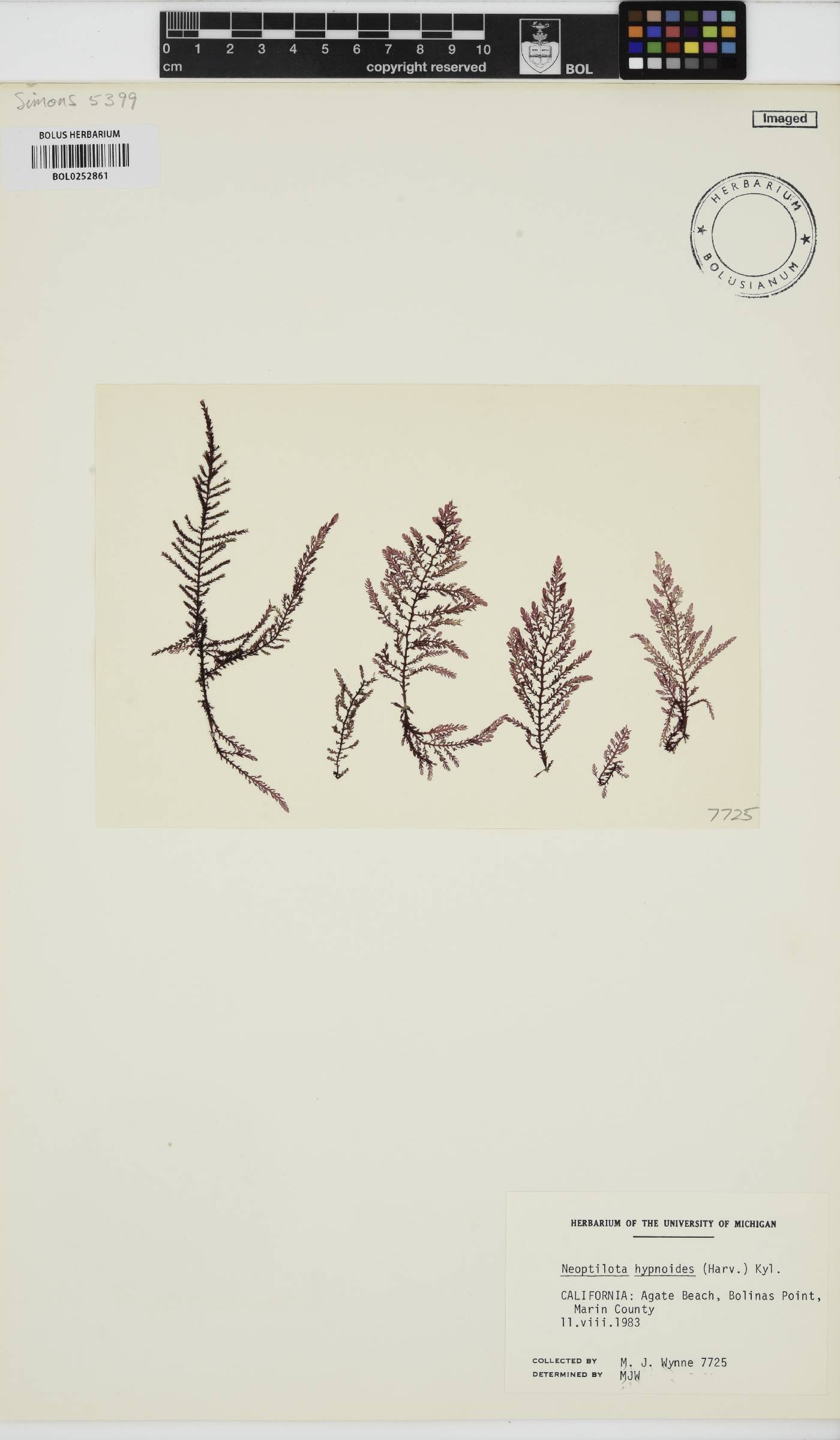 Ptilota hypnoides image