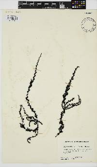 Neorhodomela larix image
