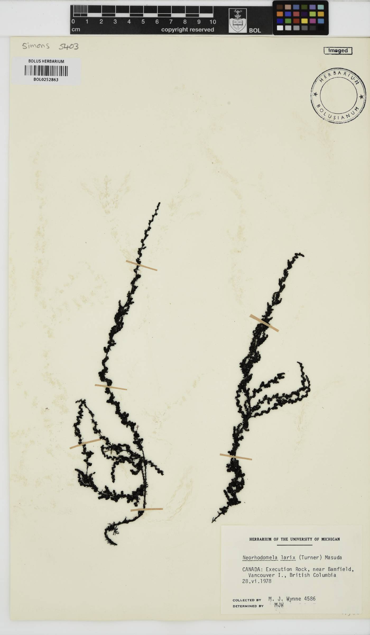 Neorhodomela larix image