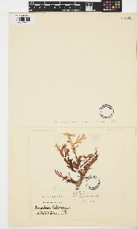 Image of Nienburgia andersoniana