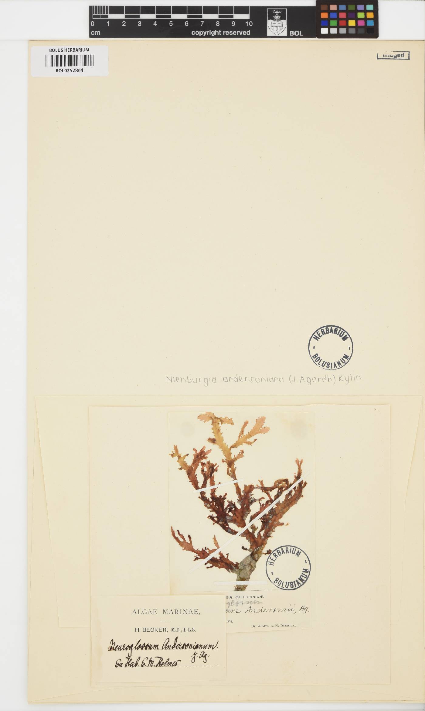 Nienburgia andersoniana image