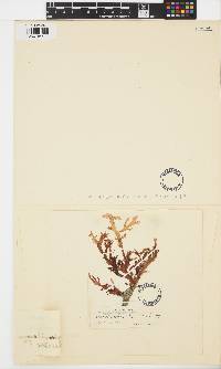 Nienburgia andersoniana image