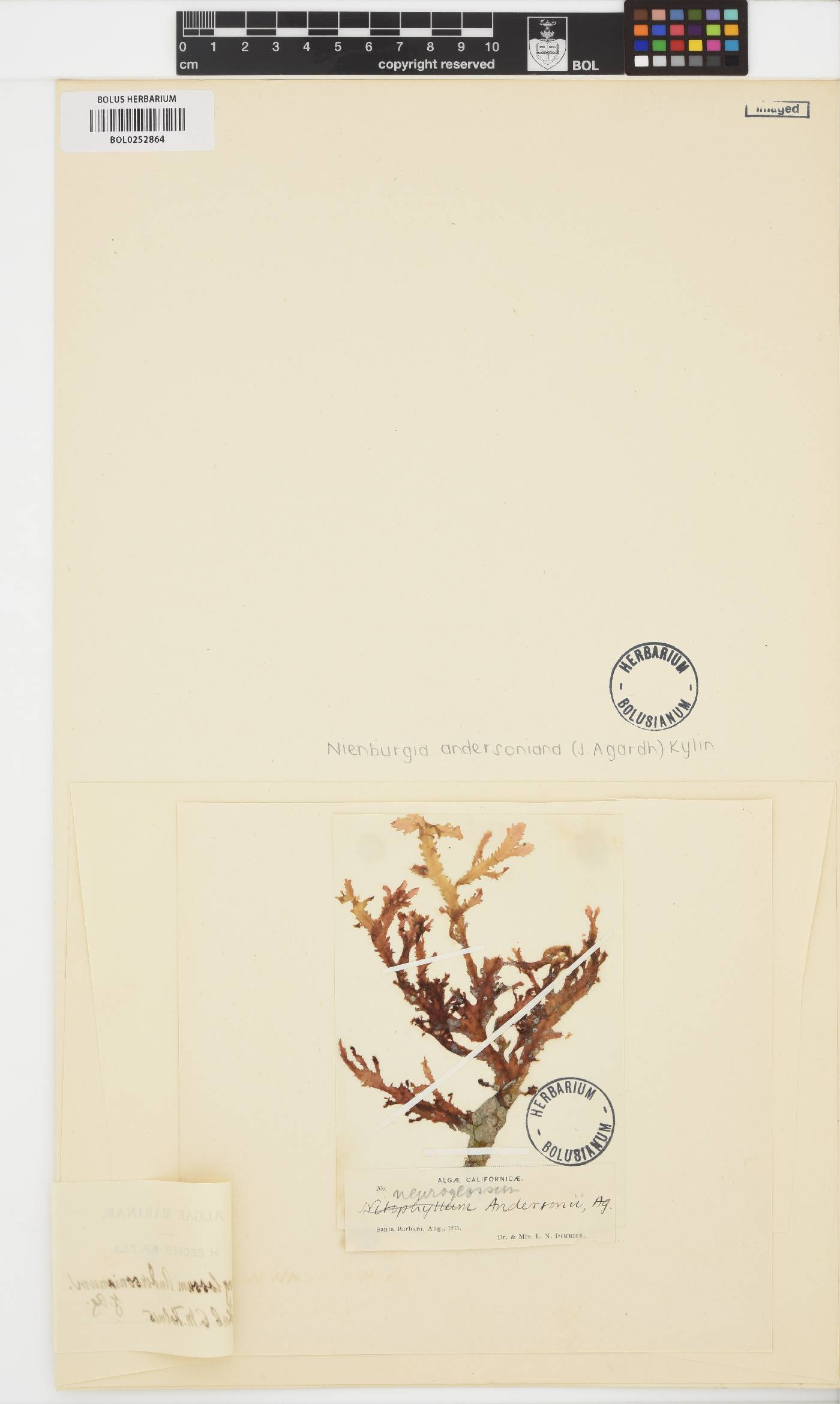 Nienburgia image