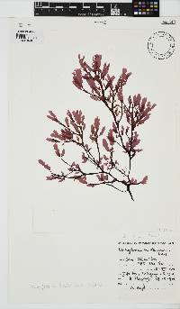 Neuroglossum binderianum image