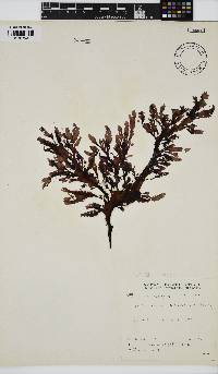 Neuroglossum binderianum image