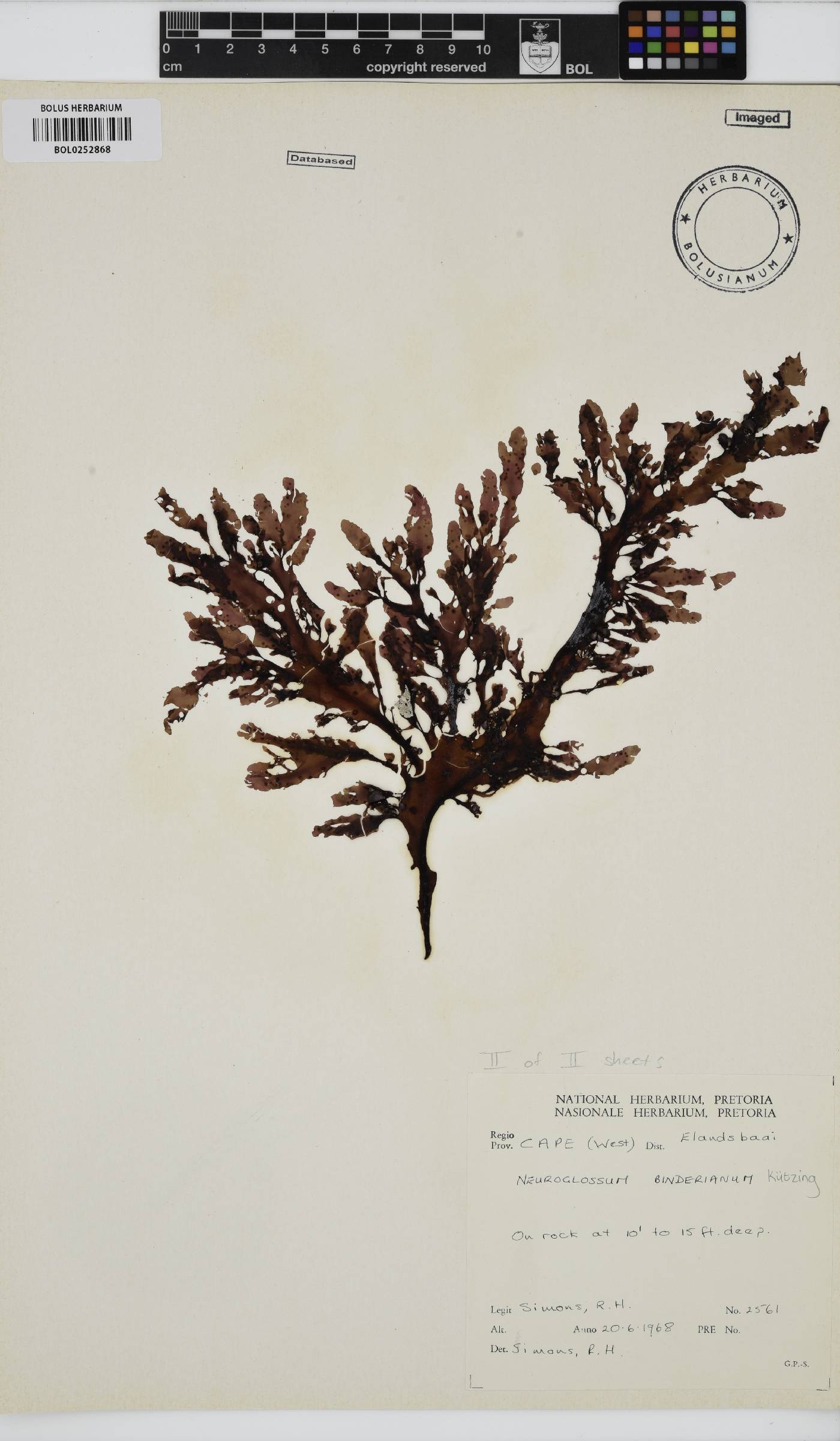 Neuroglossum binderianum image