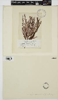Nienburgia andersoniana image