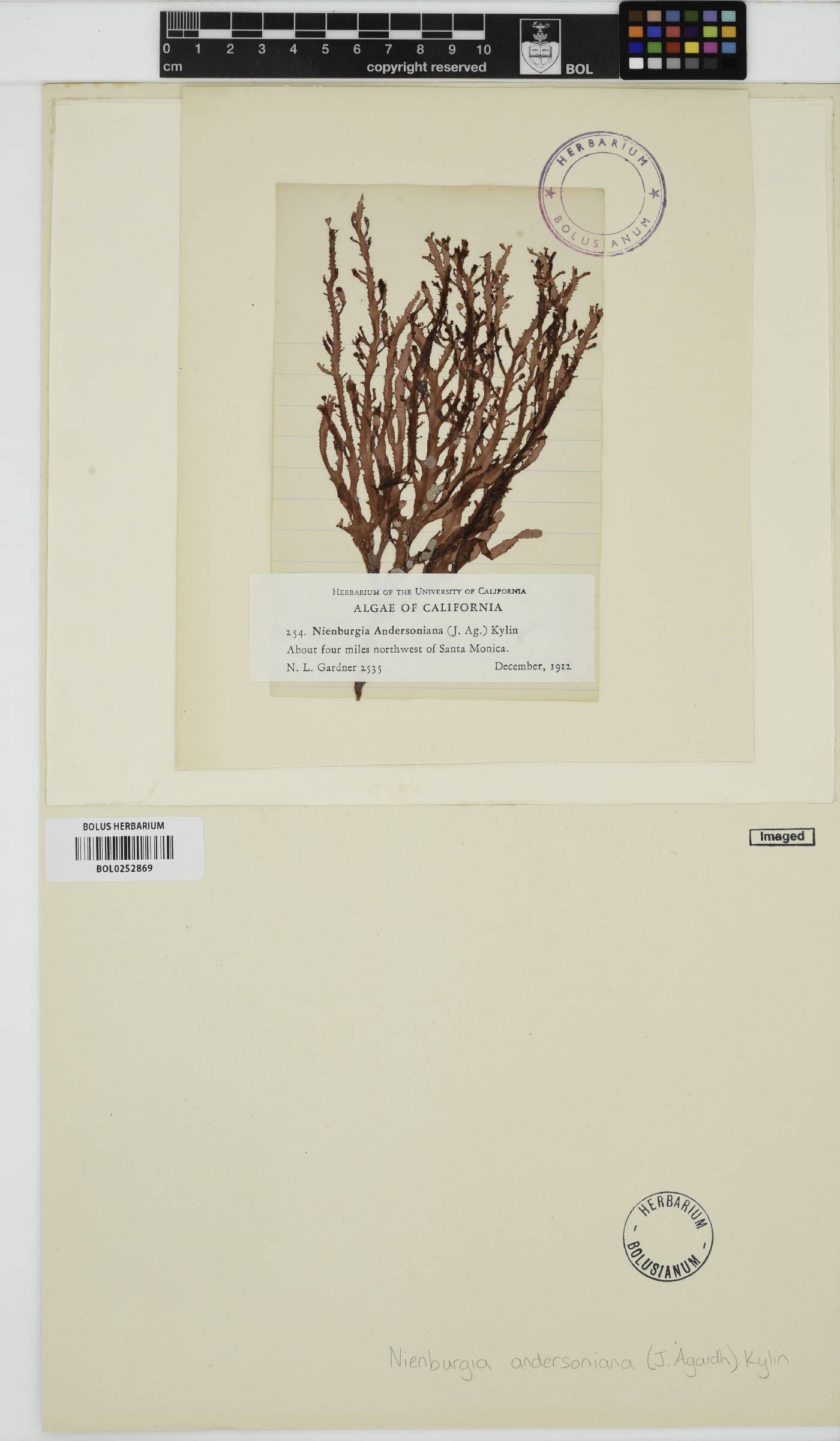 Nienburgia andersoniana image