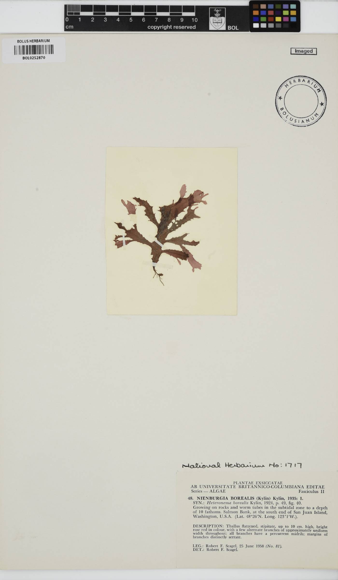 Nienburgia borealis image