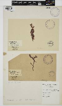 Nienburgia pinnatifida image