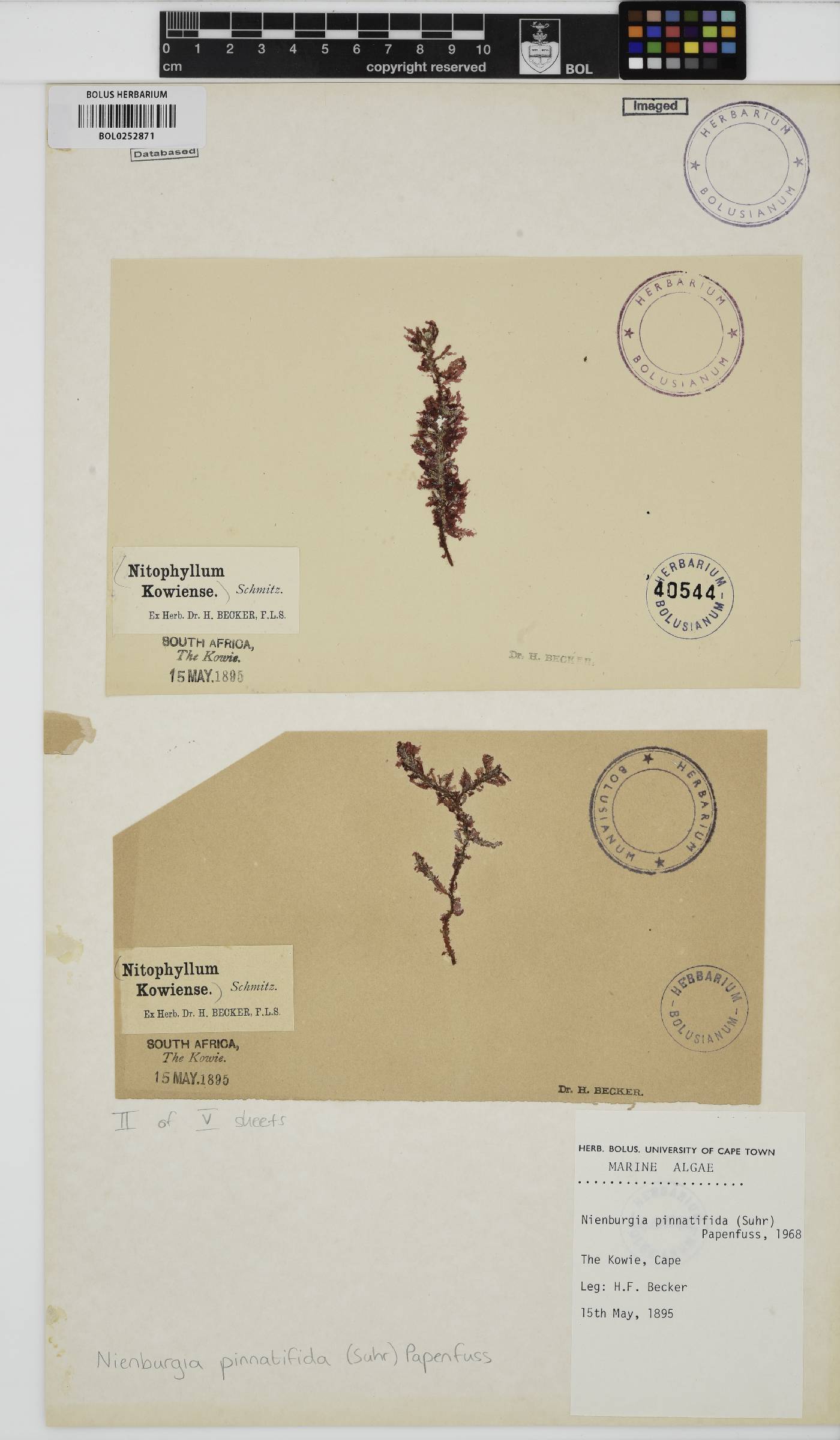 Nienburgia pinnatifida image