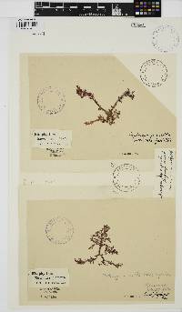 Nienburgia pinnatifida image