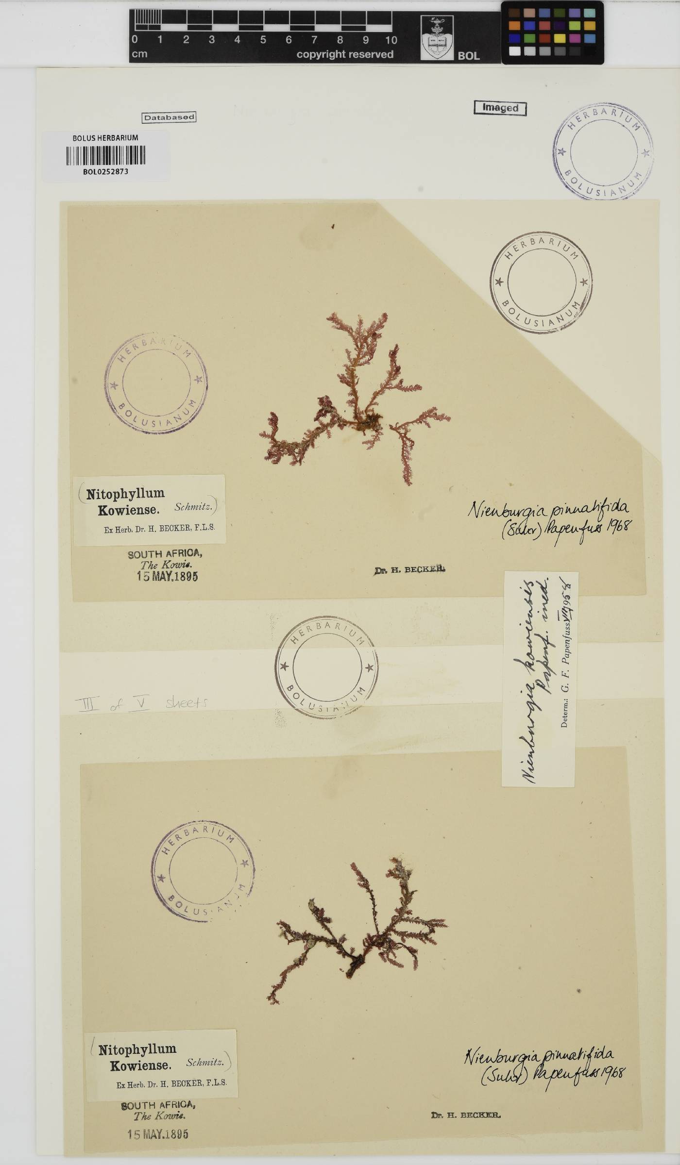 Nienburgia pinnatifida image