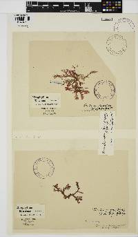 Nienburgia pinnatifida image