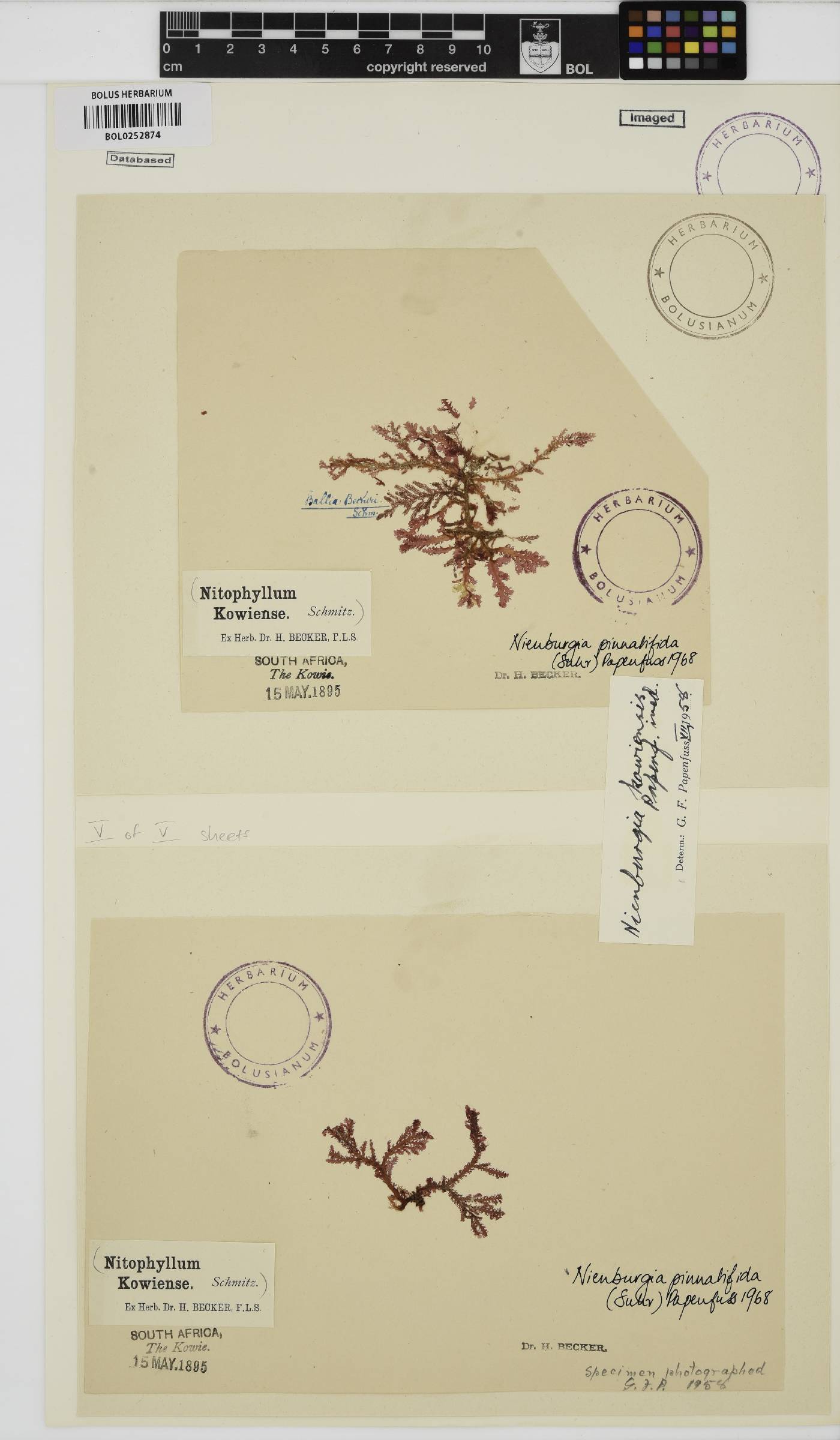Nienburgia pinnatifida image