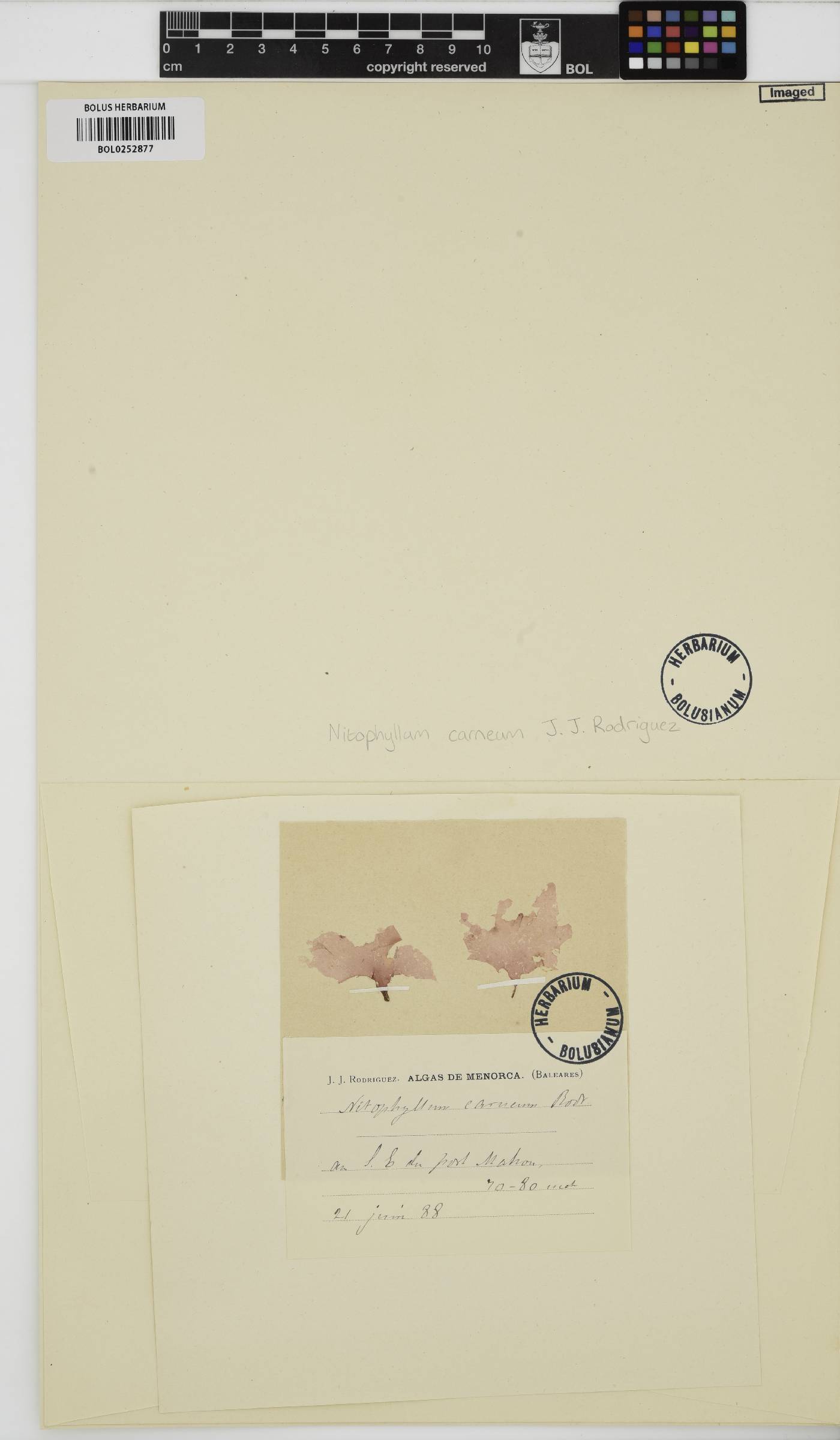 Myriogramme carnea image