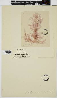 Image of Nitophyllum crispum