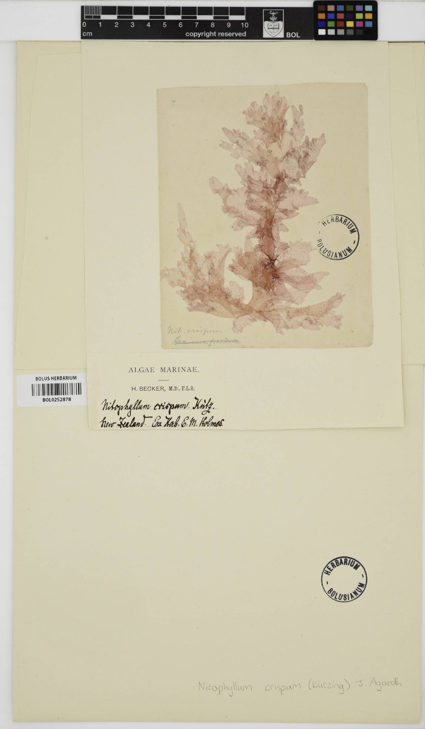 Nitophyllum crispum image