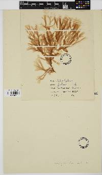 Image of Nitophyllum fallax