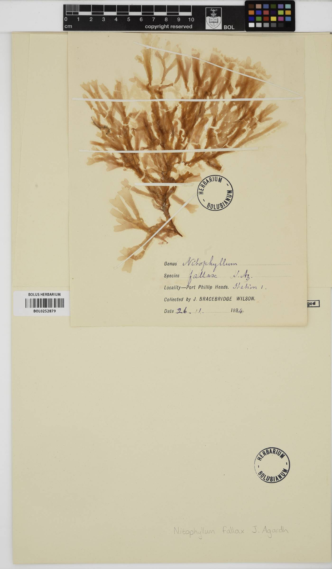 Nitophyllum fallax image