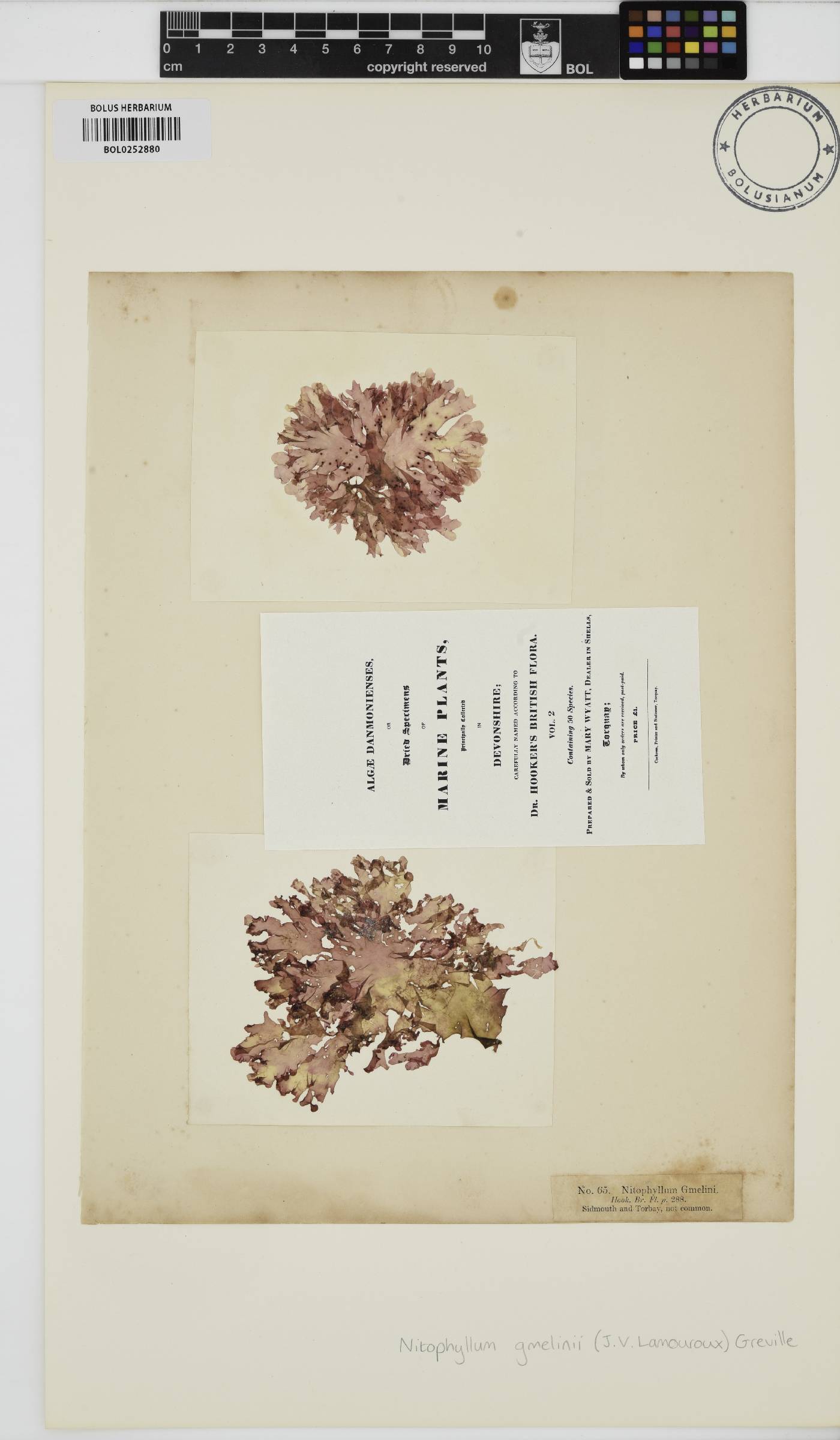 Cryptonemia palmetta image
