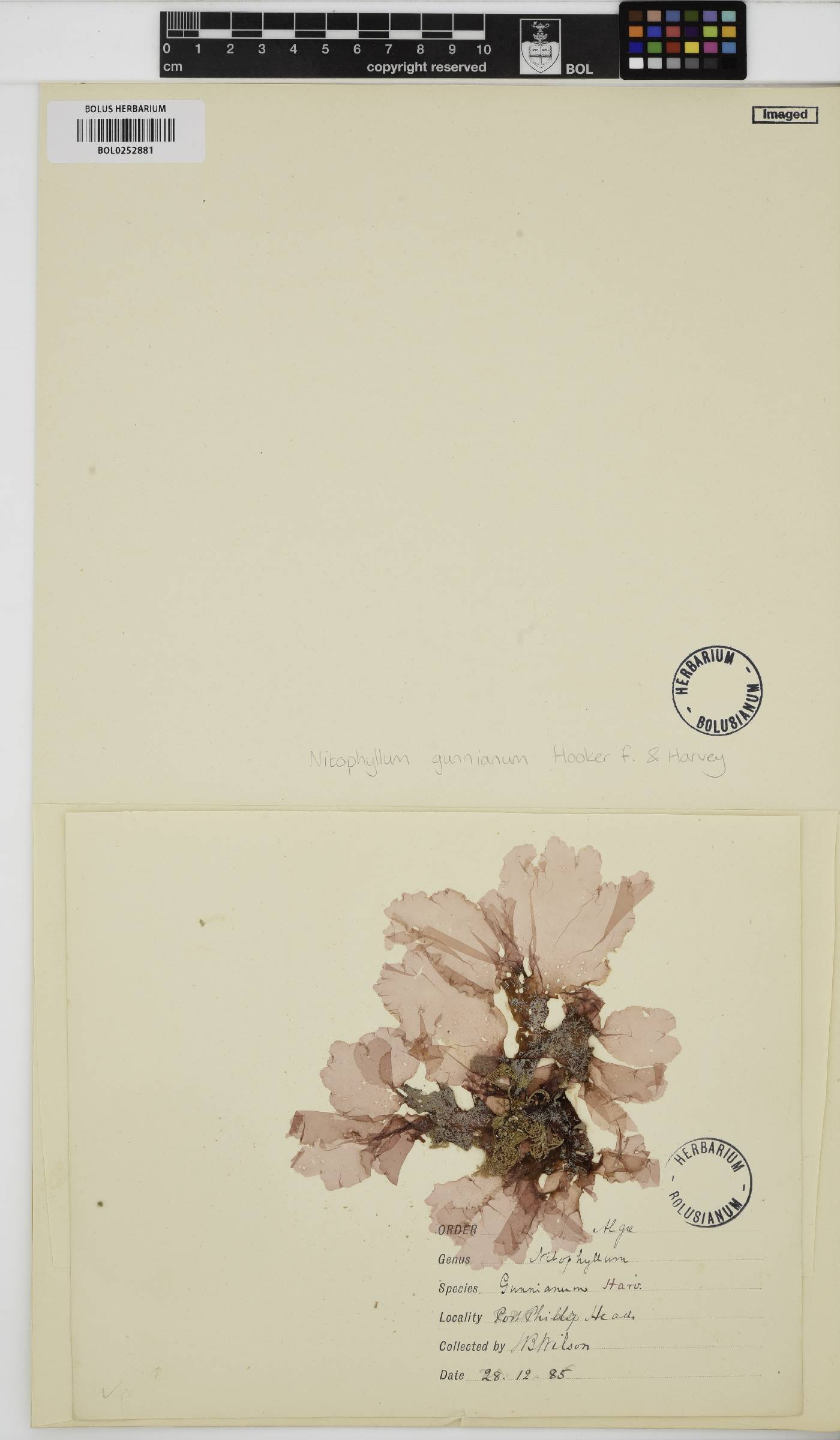 Myriogramme gunniana image
