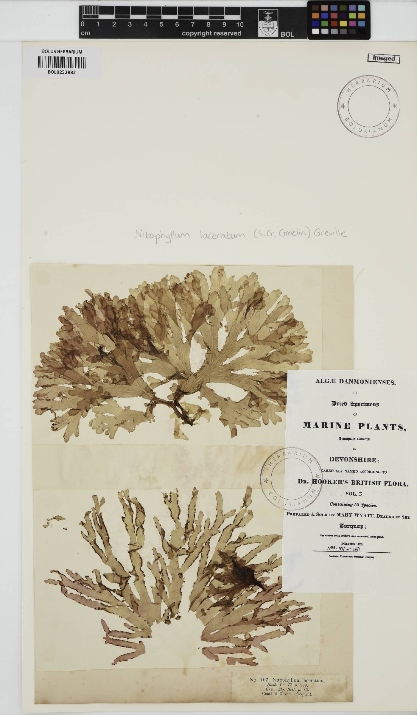 Cryptopleura ramosa image