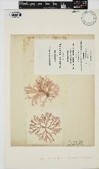 Image of Nitophyllum punctatum