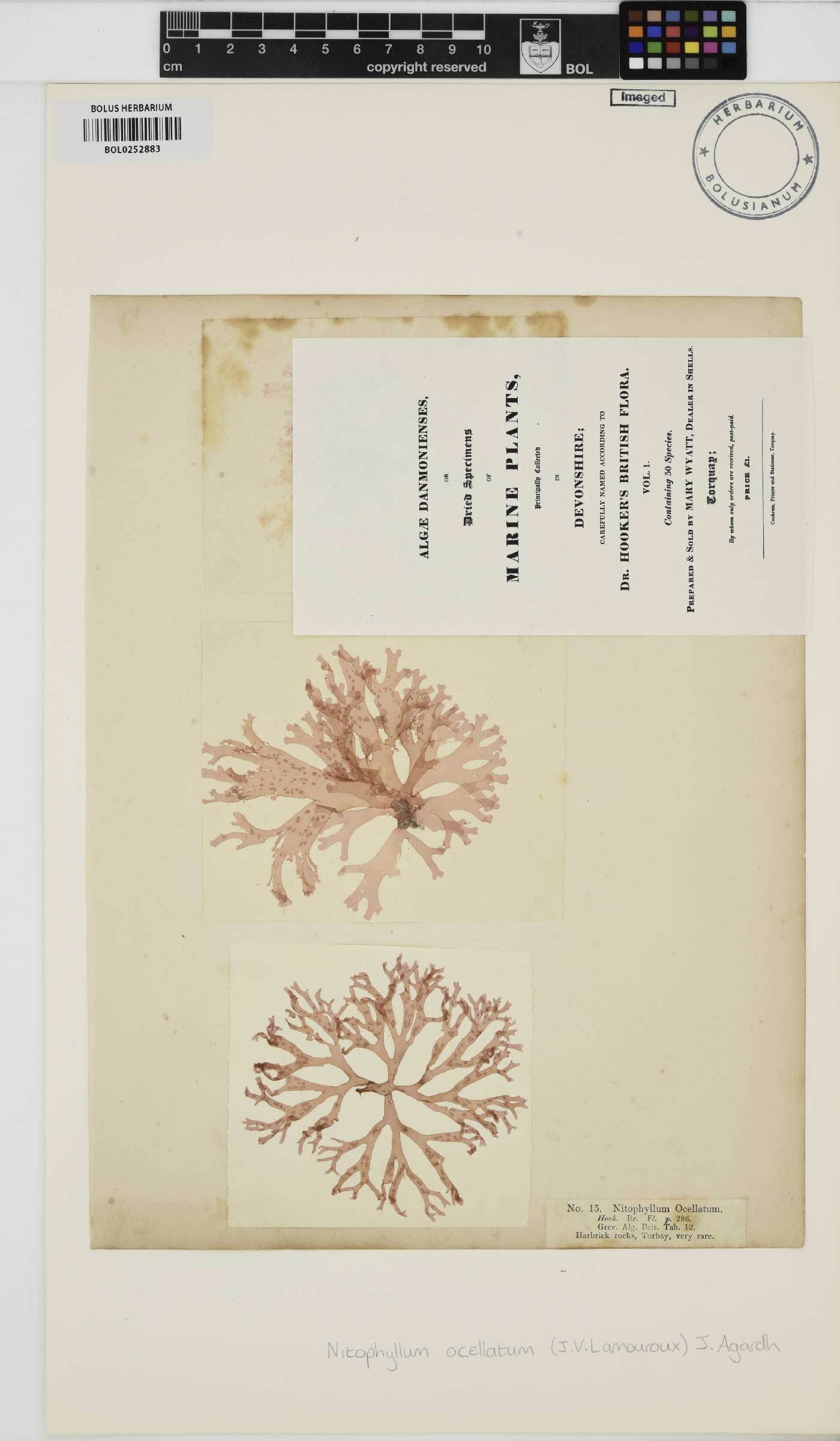 Nitophyllum punctatum image