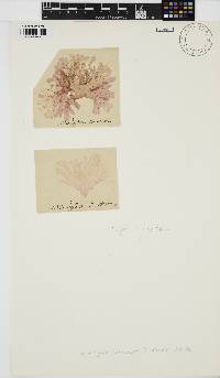 Nitophyllum punctatum image