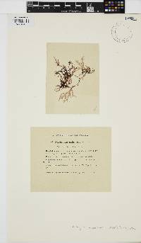 Cryptopleura ramosa image