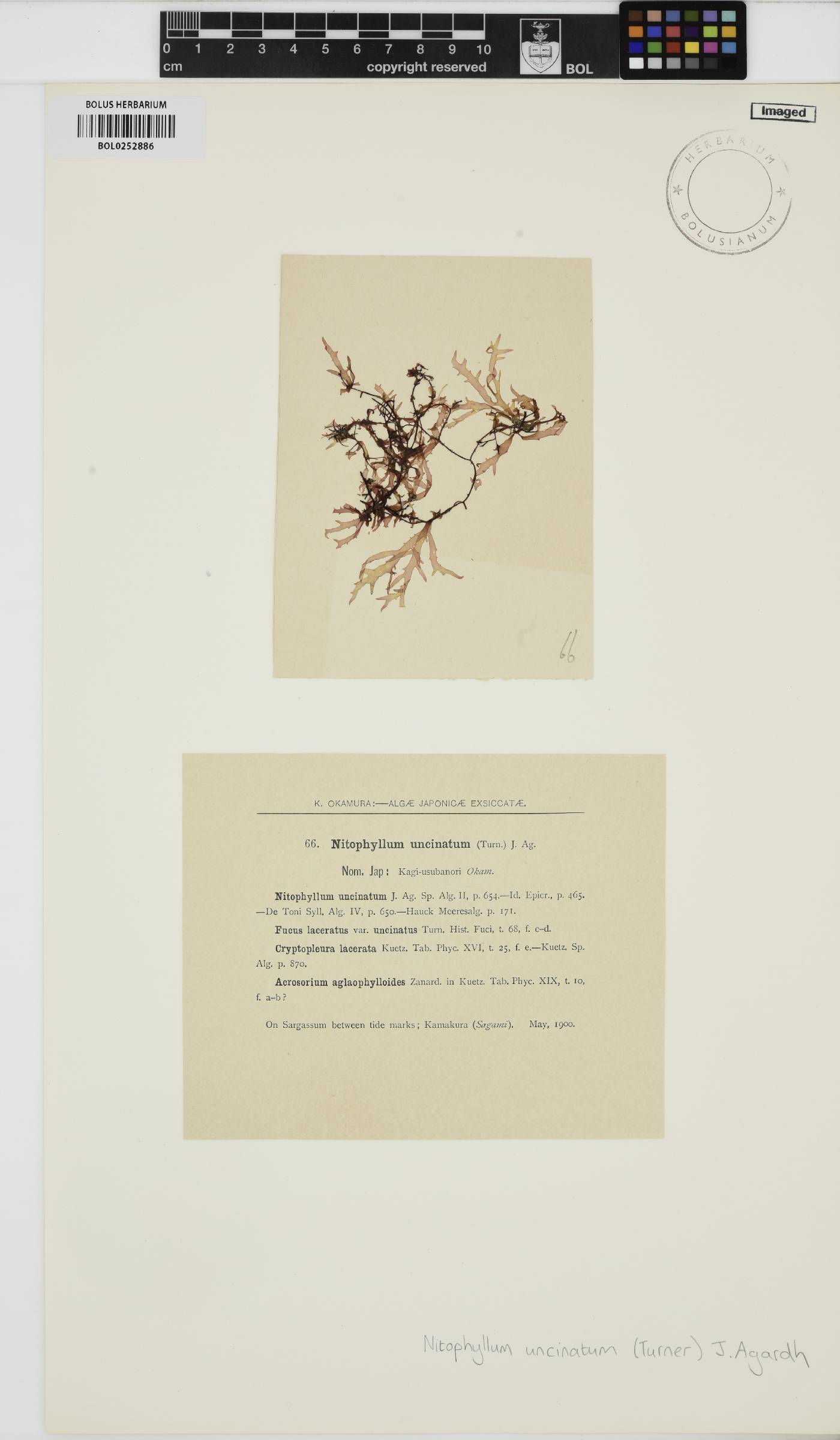 Cryptopleura ramosa image