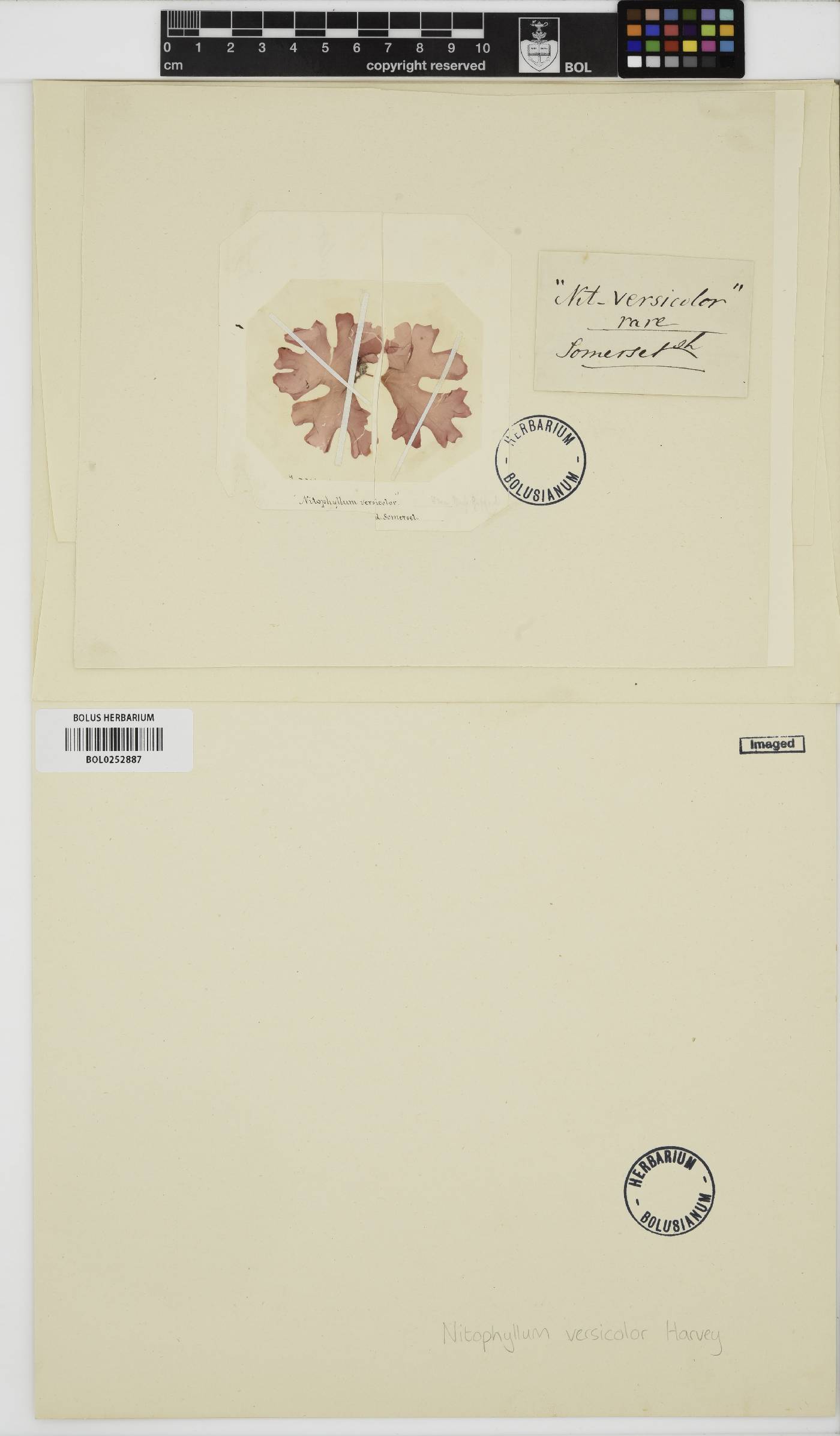 Drachiella heterocarpa image