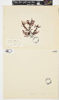 Cryptopleura violacea image