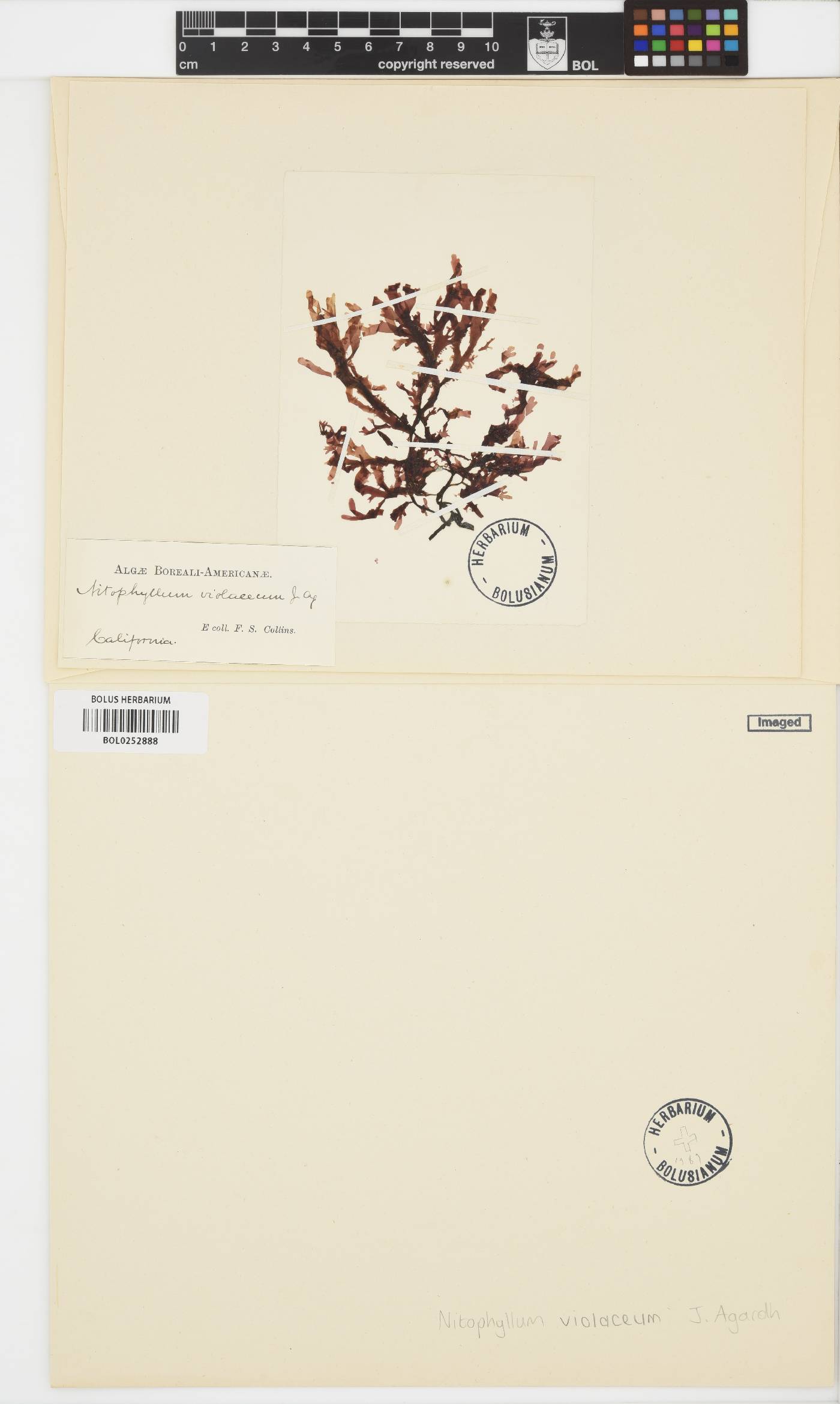 Cryptopleura violacea image