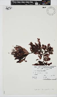 Image of Nitospinosa tasmanica