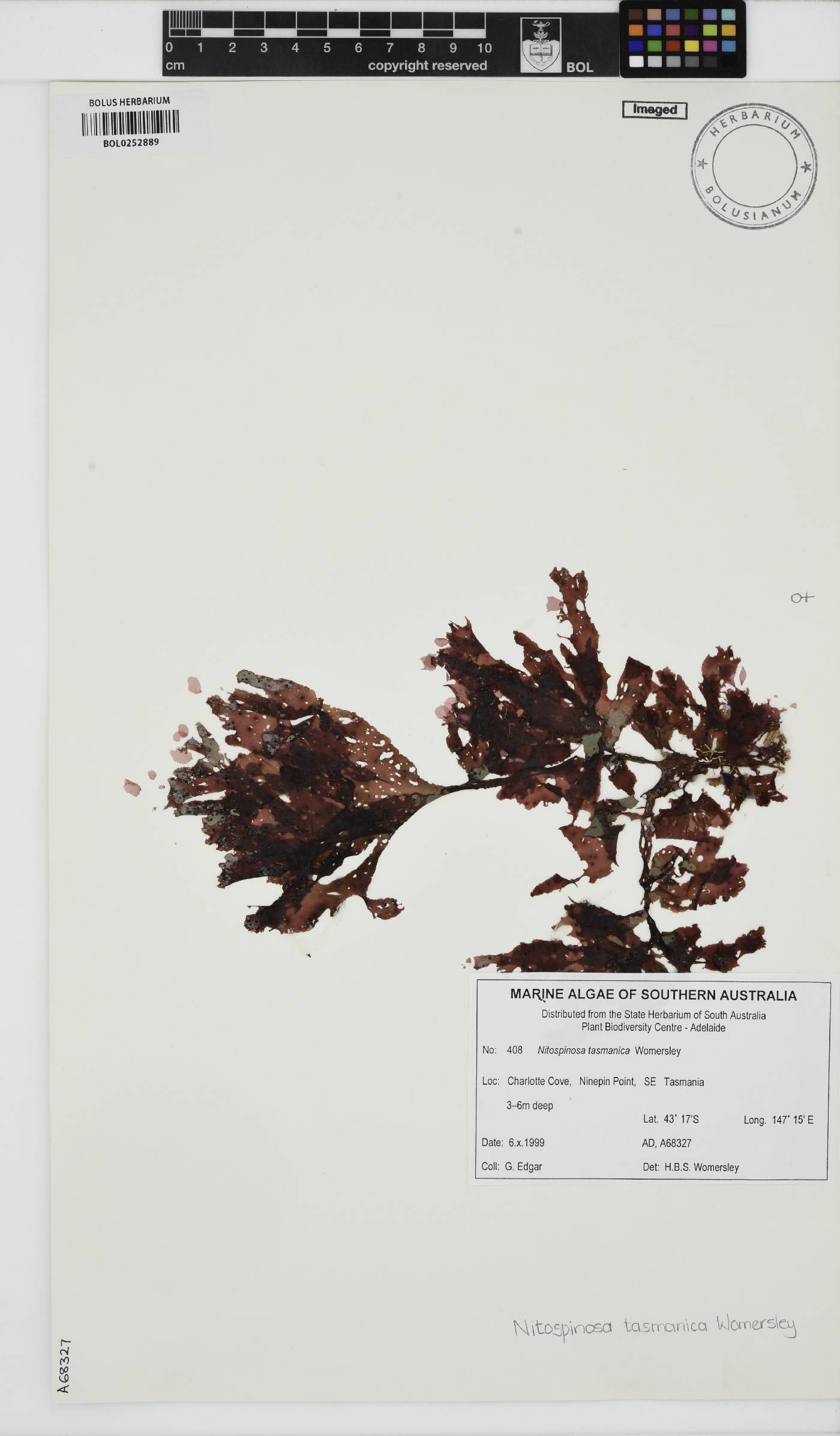 Nitospinosa tasmanica image