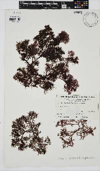 Nitospinosa tasmanica image