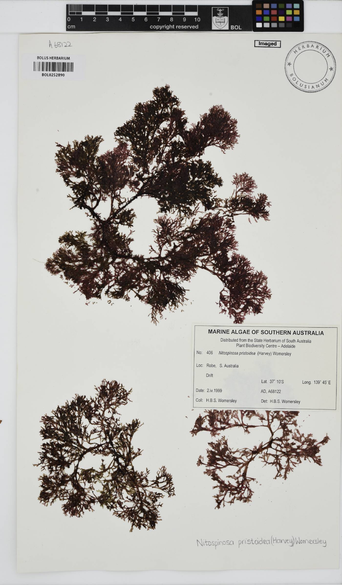 Nitospinosa tasmanica image