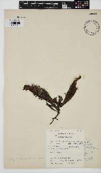 Nothogenia erinacea image