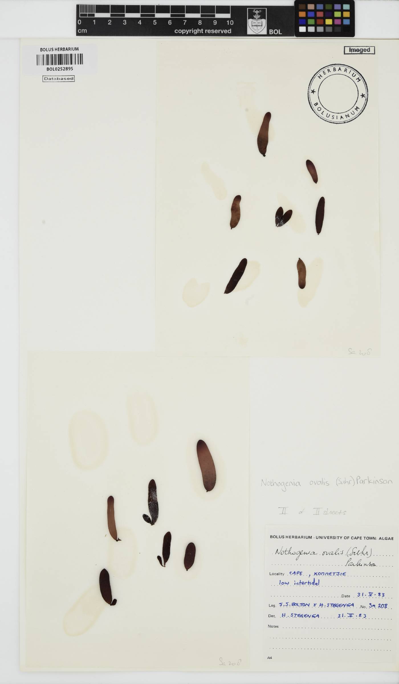 Nothogenia ovalis image